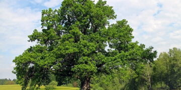 Le Billet du Baadoolo : Arbre de Noël ou généalogique