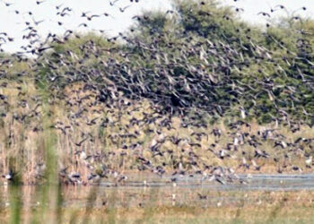 À moins d’un mois des récoltes : Les riziculteurs impuissants face aux oiseaux granivores