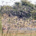 À moins d’un mois des récoltes : Les riziculteurs impuissants face aux oiseaux granivores 6 À moins d’un mois des récoltes : Les riziculteurs impuissants face aux oiseaux granivores