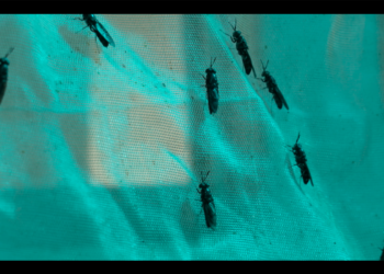 Secteur aquacole : Farine à base d’insectes, le Sénégal s’y met… 