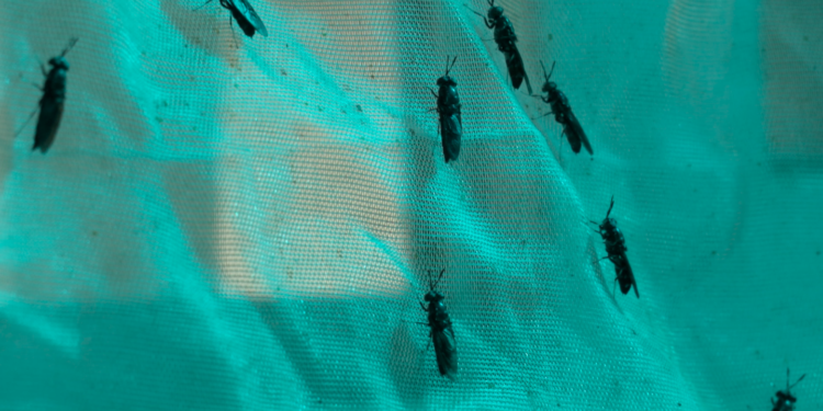 Secteur aquacole : Farine à base d’insectes, le Sénégal s’y met…  1 Secteur aquacole : Farine à base d’insectes, le Sénégal s’y met…
