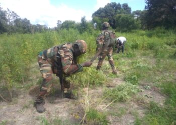 Nord du Sindian : Les contours de la lutte contre la culture illégale de chanvre indien