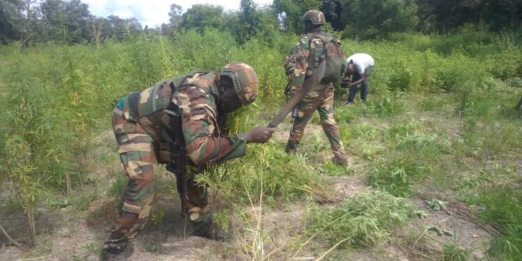 Nord du Sindian : Les contours de la lutte contre la culture illégale de chanvre indien