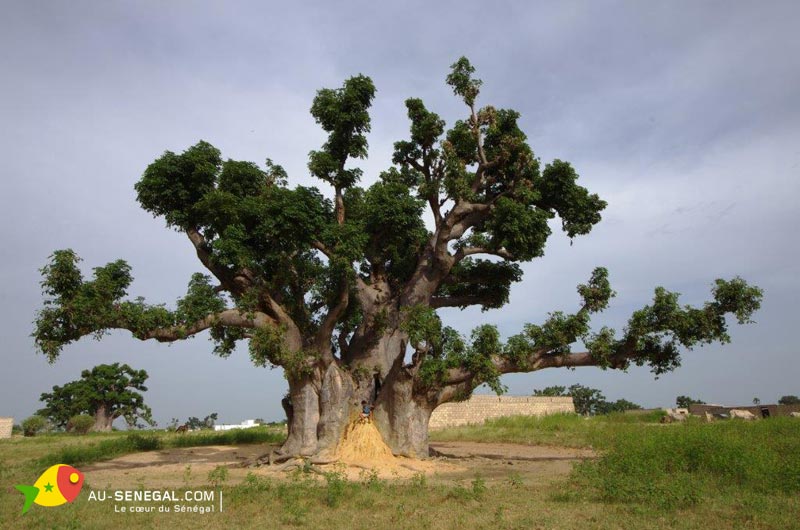 baobab 1