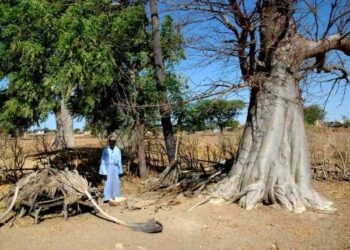 DOSSIER Portrait du majestueux baobab du Sénégal : Le sage résilient