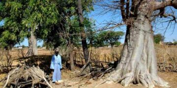 DOSSIER Portrait du majestueux baobab du Sénégal : Le sage résilient