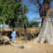 DOSSIER Portrait du majestueux baobab du Sénégal : Le sage résilient 6 DOSSIER Portrait du majestueux baobab du Sénégal : Le sage résilient