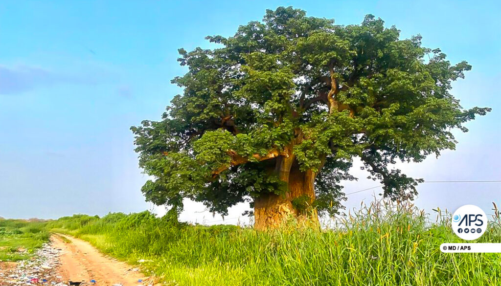 baobab fleurs