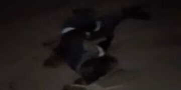 Tchad : Bilan de l’attaque contre le palais présidentiel, 19 morts et 9 blessés