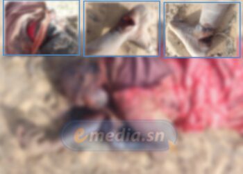 Linguère – Drame au village d’Amaly: Un homme tue son épouse à coups de coupe-coupe