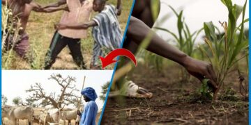 Bagarre sanglante entre bergers et cultivateurs : deux blessés graves