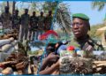 Trafic de bois en Casamance : Une valeur de plus 300 millions de FCFA saisis et 74 personnes arrêtées en six mois