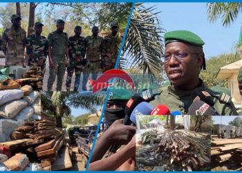 Trafic de bois en Casamance : Une valeur de plus 300 millions de FCFA saisis et 74 personnes arrêtées en six mois