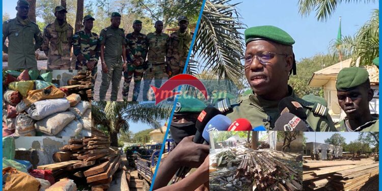Trafic de bois en Casamance : Une valeur de plus 300 millions de FCFA saisis et 74 personnes arrêtées en six mois