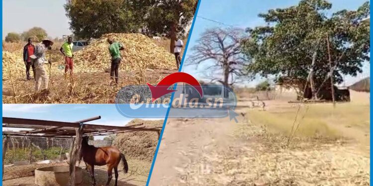 Kaffrine : Le défi de l’autosuffisance alimentaire freiné par le manque d’eau et l’enclavement 1 Kaffrine : Le défi de l’autosuffisance alimentaire freiné par le manque d’eau et l’enclavement