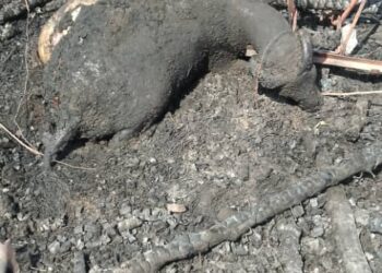 Incendie à Diéry Birane : Cases, bétail et documents détruits, l’imam gravement touché