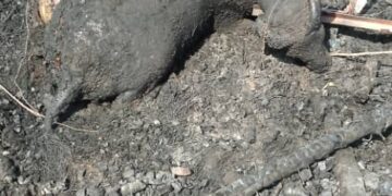 Incendie à Diéry Birane : Cases, bétail et documents détruits, l’imam gravement touché