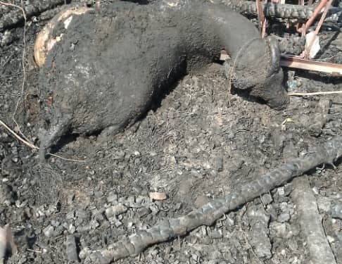 Incendie à Diéry Birane : Cases, bétail et documents détruits, l’imam gravement touché