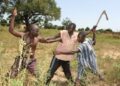 Kaffrine Conflits récurrents entre agriculteurs et éleveurs : plusieurs personnes y ont perdu la vie en 2024 et le drame continue en 2025