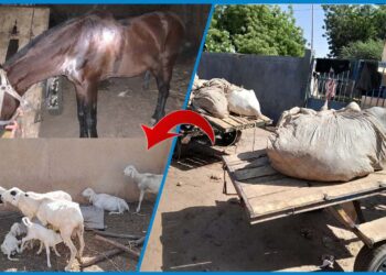 Kaffrine : démantèlement d’un vaste réseau de voleurs de bétail