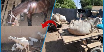 Kaffrine : démantèlement d’un vaste réseau de voleurs de bétail