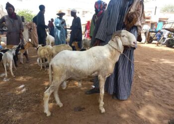 Kaffrine : Les éleveurs en colère après l’interdiction de leur marche pacifique 1 FB IMG 1739349785749