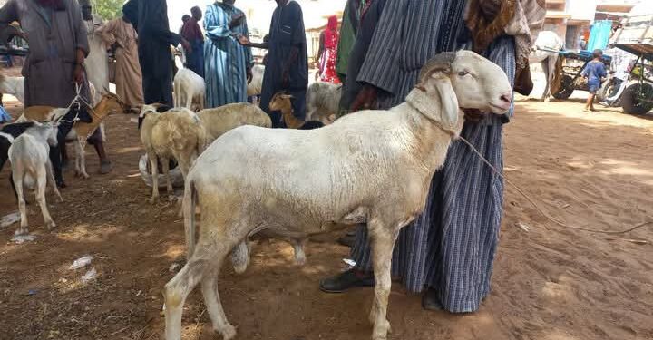 Kaffrine : Les éleveurs en colère après l’interdiction de leur marche pacifique 1 FB IMG 1739349785749