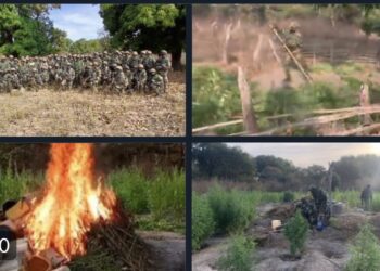 Kolda : L&rsquo;armée détruit des hectares de champs de chanvre indien