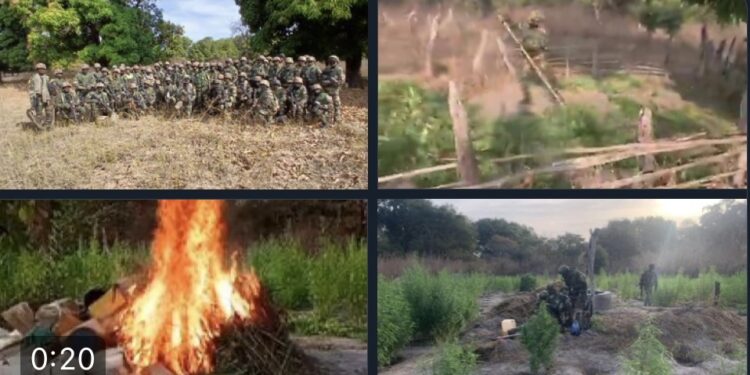 Kolda : L'armée détruit des hectares de champs de chanvre indien 1 Kolda : L’armée détruit des hectares de champs de chanvre indien
