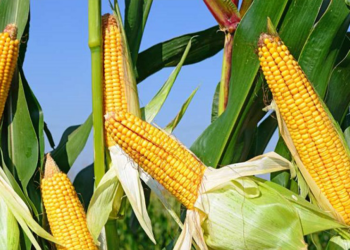 MAÏS :  500 mille tonnes importées en 2024