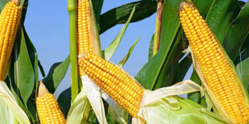 MAÏS :  500 mille tonnes importées en 2024