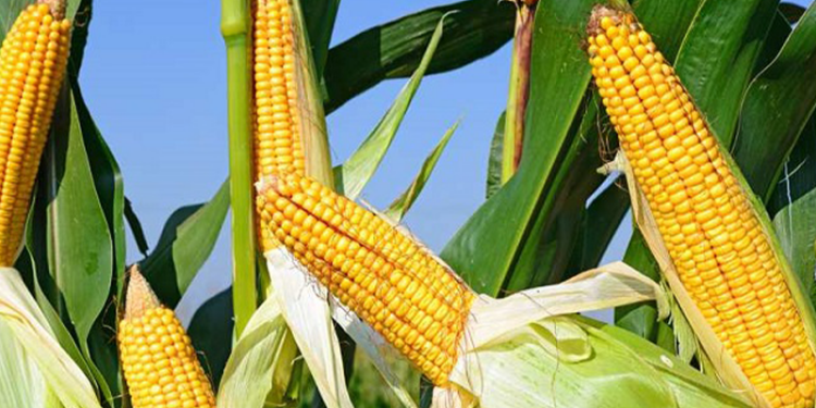 MAÏS :  500 mille tonnes importées en 2024 1 MAÏS :  500 mille tonnes importées en 2024