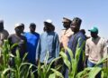 Suivi de la campagne agricole à Matam : Le directeur général de la Saed présente les résultats et les défis à surmonter 8 FB IMG 1744224810503