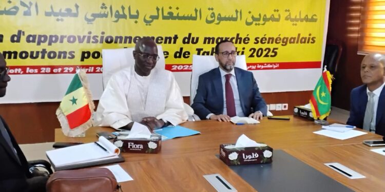 Tabaski 2025 : Le ministre Mabouba Diagne en mission en Mauritanie pour assurer l’approvisionnement en moutons 1 IMG 20250428 WA0267