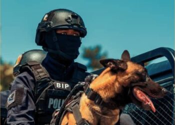 La Brigade Canine de la Police Nationale : des alliés à quatre pattes au service de la sécurité 1 InCollage 20250415 135523663