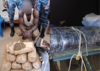 Lutte antidrogue : la Gendarmerie saisit plus de 390 kg de stupéfiants en 24 heures 1 InCollage 20250416 092353513