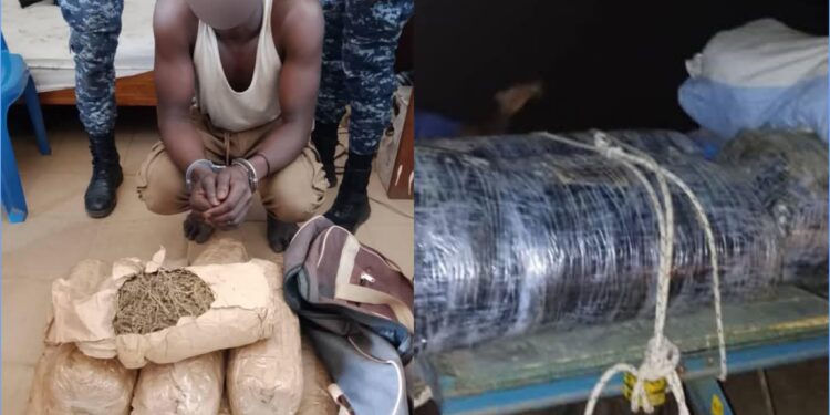 Lutte antidrogue : la Gendarmerie saisit plus de 390 kg de stupéfiants en 24 heures 1 InCollage 20250416 092353513