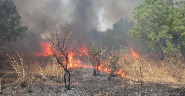 Dr Sekouna Diatta : « Les feux de brousse font plus de dégâts que la coupe de bois en Casamance » 1 FB IMG 1746100791530 4