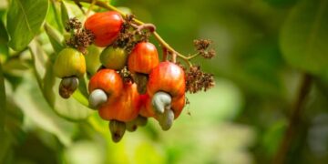 La Campagne anacarde 2025, inquiétudes des industriels sénégalais 5 FB IMG 1746628675174 2