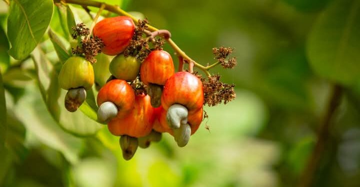 La Campagne anacarde 2025, inquiétudes des industriels sénégalais 1 FB IMG 1746628675174 2