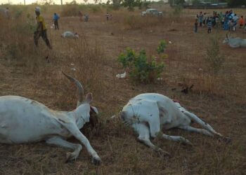 Kaffrine : Un convoi de camions citernes fauche un troupeau de bœufs à Malem Hodar 1 IMG 20250518 WA0110