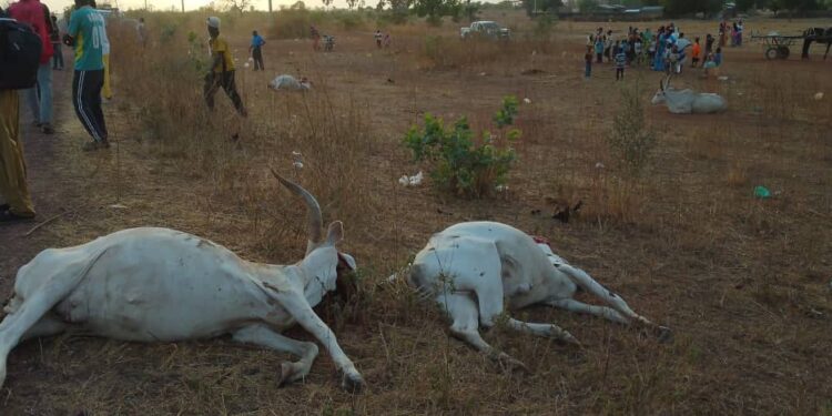 Kaffrine : Un convoi de camions citernes fauche un troupeau de bœufs à Malem Hodar 1 IMG 20250518 WA0110