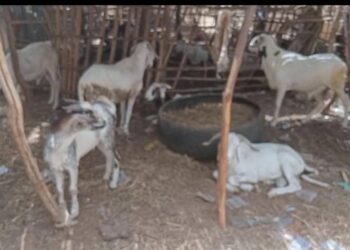 Foirail de Kaffrine : l’abondance des moutons contraste avec la rareté des clients et des mesures de sécurité 5 IMG 20250523 WA0056