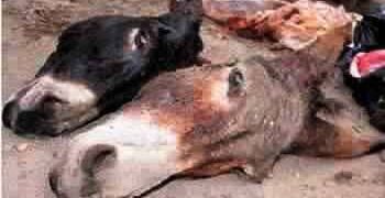 FB IMG 1751188955565