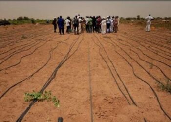 Mbane : PASTEF s'oppose à l’octroi de 1 026 hectares à la Compagnie Sucrière Sénégalaise 6 InCollage 20250619 094617027