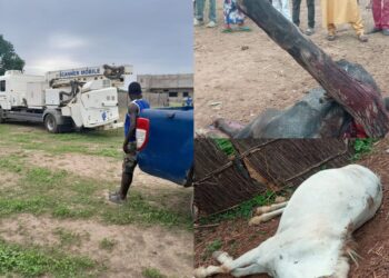 Tambacounda : Un camion scanner mobile de la gendarmerie dérape et tue deux chevaux à Sinthiou Malem 3 InCollage 20250628 192701320