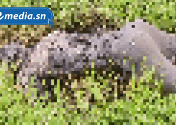 Vélingara : Découverte macabre après les fortes pluies, un corps sans vie retrouvé dans une vallée 1 20250719 160135 0000