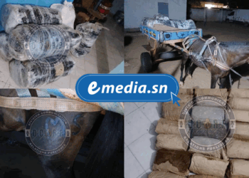 Sandiara : 175 kg de chanvre indien saisis par la Gendarmerie 2 20250722 091240 0000