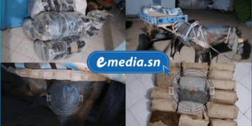 Sandiara : 175 kg de chanvre indien saisis par la Gendarmerie 7 20250722 091240 0000