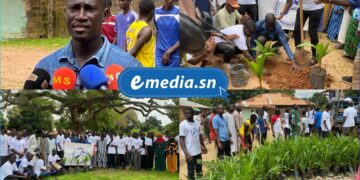 Bignona : les Sociaux-démocrates du Sénégal lancent une vaste opération de reboisement avec 1340 arbres à forte valeur écologique et économique 2 InCollage 20250725 171857679